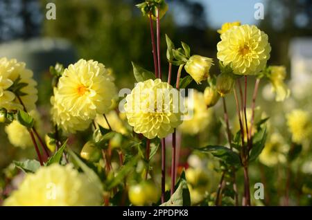 Fiori di Dahlia decorativi gialli e soleggiati. Foto Stock