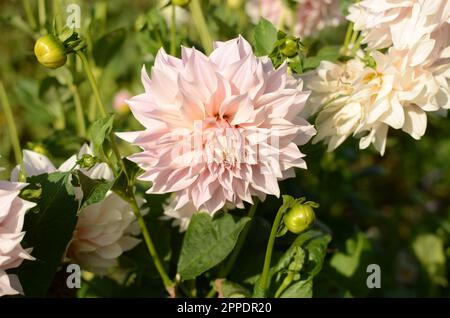 Bella rosa 'Cafe Au Lait' cena piatto Dahlia Flower. Foto Stock