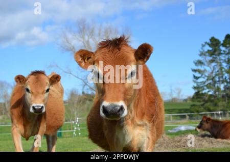 Jersey pureed Heifer mucche e vitelli. Foto Stock