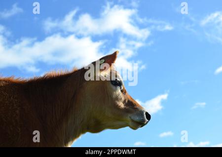 Maglia Pureferd Heifer Cow con sfondo cielo. Foto Stock