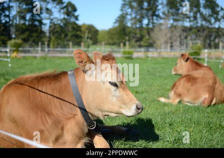 Jersey pureed Heifer mucche e vitelli. Foto Stock