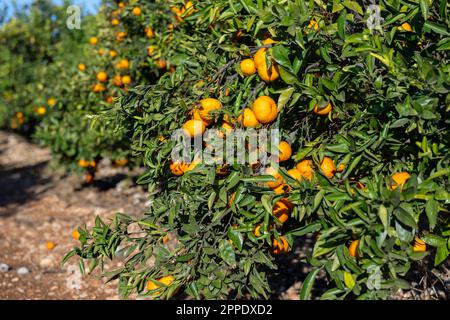 I tangerini freschi maturi crescono sull'albero durante il tempo di raccolta nella piantagione nella giornata di sole Foto Stock