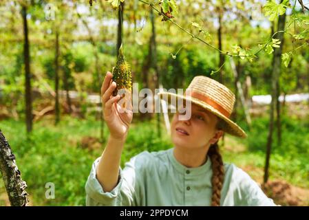 Agronomo femminile che tiene verdure mature appese alla vite. Donna caucasica agricoltore che tiene close amaro. Giovane lavoratore di fattoria raccoglie raccolto su Foto Stock