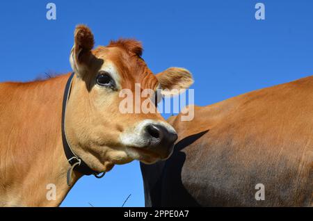 Jersey pureed Heifer mucche e vitelli. Foto Stock