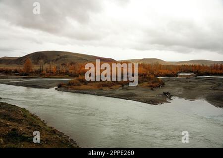 Un'isola sul letto di un bel fiume di montagna che si è sovrastata di larici giallastro dall'autunno. Fiume Katun, Altai, Siberia, Russia. Foto Stock