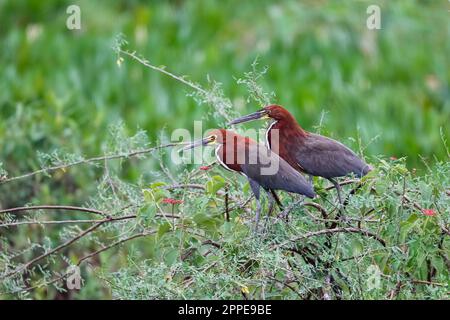 Un paio di Rufescent Tiger-Heron in un prato verde, sfondo sfocato, Pantanal, Mato Grosso, Brasile Foto Stock