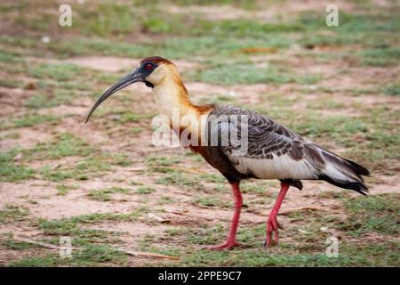 Vista laterale di un Ibis a collo di bufo a piedi sul terreno, Pantanal Wetlands, Mato Grosso, Brasile Foto Stock