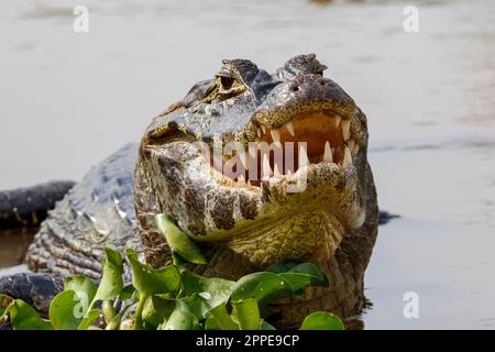 Primo piano di una macchina fotografica Yacare Caiman, metà in acqua con bocca aperta e denti visibili, Pantanal Wetlands, Mato Grosso, Brasile Foto Stock