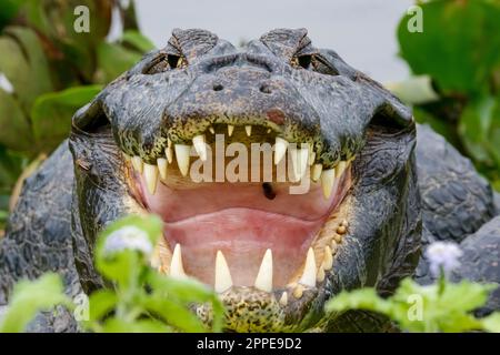 Primo piano vista frontale di un grande Caiman Yacare con bocca aperta e enormi fianches incorniciate da foglie verdi, Pantanal Wetlands, Mato Grosso, Brasile Foto Stock