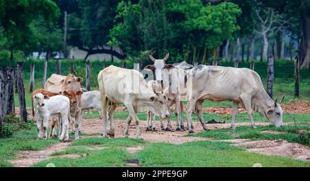 Tipico bestiame Pantaneiro pascolo su un prato con alberi sullo sfondo, Pantanal Wetlands, Mato Grosso, Brasile Foto Stock