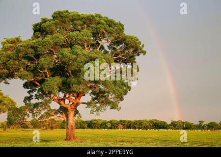 Splendido albero su un prato alla luce calda del sole e un arcobaleno contro il cielo all'orizzonte, Mato Grosso, Brasile, Pantanal Wetlands, Mato Grosso, Brasile Foto Stock