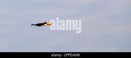 Toco Toucan in volo contro il cielo luminoso, Pantanal Wetlands, Mato Grosso, Brasile Foto Stock