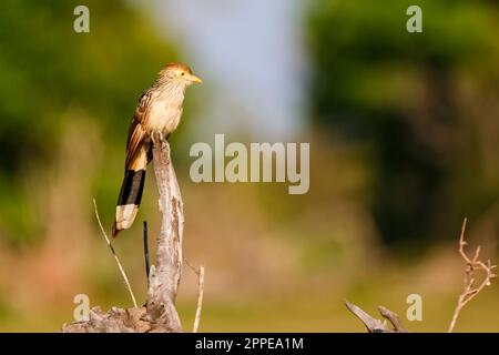 Guira Cuckoo appollaiato in cima a un tronco di albero morto, guardando a destra, sfondo sfocato, Pantanal Wetlands, Mato Grosso, Brazi Foto Stock