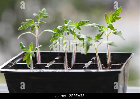 Solanum lycopersicum - piantine di pomodoro in un vassoio di sei confezioni che crescono su un davanzale - coltivate in casa - piantine vegetali. British Columbia, Canada. Foto Stock