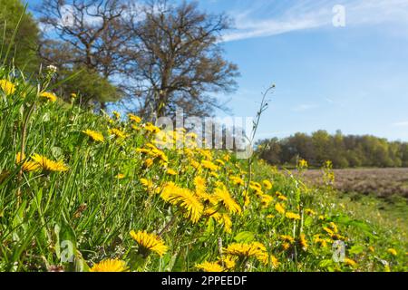 Primo piano di dandelioni fioriti su un prato Foto Stock