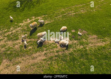 ripresa aerea di un gregge di pecore che pascolano nel prato verde, allevamento naturale. Foto di alta qualità Foto Stock