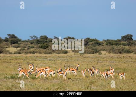 Mandria di antilopi di primavera (Antidorcas marsupialis) in habitat naturale, Sudafrica Foto Stock