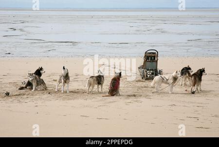 Una squadra di cani da Husky sulla spiaggia vicino a le Mont Saint Michael, Normandia, Francia nord-occidentale, Europa Foto Stock