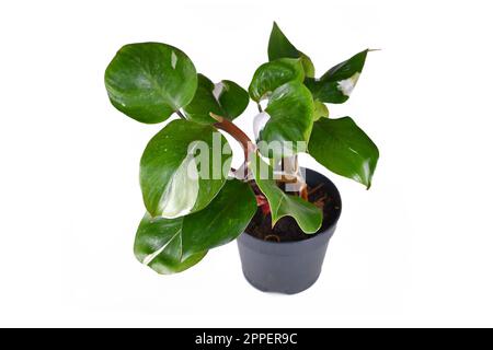 Pianta di casa tropicale 'Philodendron White Knight' con macchie bianche di variegazione su sfondo bianco Foto Stock