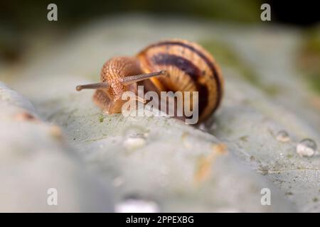 Lumaca sulla lattuga con una goccia di acqua piovana. Foto Stock