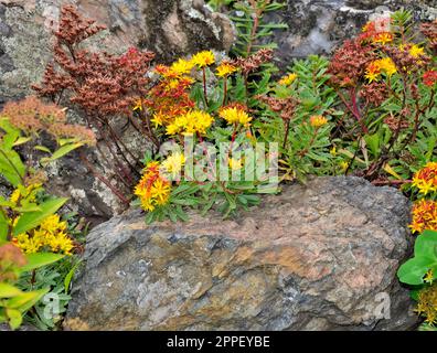 Fiore giallo arancio di Sedum middendorfianum - Middendorf Stonecrop, una succulente coperta di terra con foglie frastagliate nel giardino estivo roсkery tra s Foto Stock