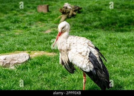 cicogna bianca nell'erba Foto Stock