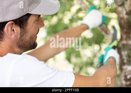 il giardiniere taglia rami asciutti di fuoco treesselettivo Foto Stock