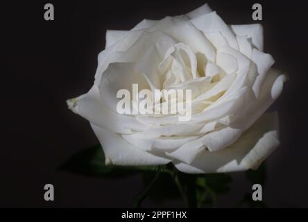 Rosa bianca di York da vicino Foto Stock