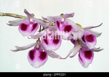 Vista in primo piano dei colorati fiori rosa viola e bianchi delle orchidee tropicali epifitiche dendrobium anosmo fioritura isolato su sfondo bianco Foto Stock