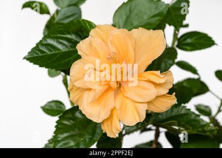 Vista in primo piano del delicato hibiscus arancione rosa-sinensis doppio fiore e fogliame isolato su sfondo bianco Foto Stock