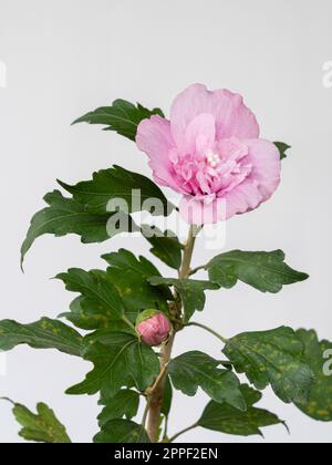 Vista in primo piano del colorato fiore rosa e rosso doppio di hibiscus syriacus aka arbusto althea o rosa mallow isolato su sfondo bianco Foto Stock