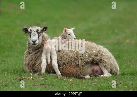 Pecora madre sdraiata in campo verde con il suo agnello neonato appoggiato sulla schiena. Sfondo pulito. Orizzontale. Spazio di copia. Primavera in Y Foto Stock