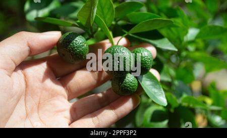 Frutta Citrus amblycarpa o lime o bergamotto su un albero nel giardino Foto Stock