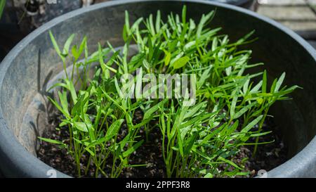 Spinaci d'acqua (Ipomoea aquatica) coltivati in secchi su scala agricola urbana Foto Stock