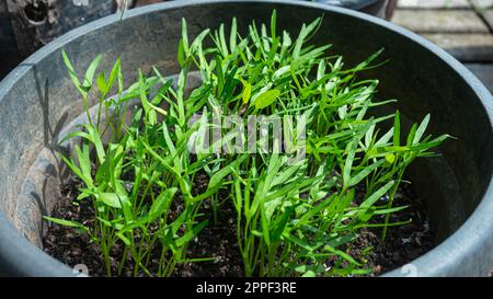 Spinaci d'acqua (Ipomoea aquatica) coltivati in secchi su scala agricola urbana Foto Stock