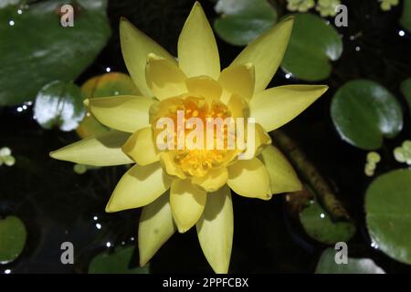 fiore giallo di giglio d'acqua Foto Stock