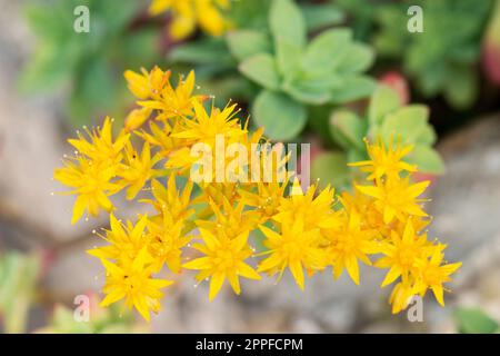 Pianta succulenta, Sedum Palmeri, Fiori Foto Stock