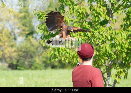 Italia, Lombardia, richiamo storico, Harris Hawk, Parabuteo Unicinctus, Atterraggio sul Falconer Glove Foto Stock