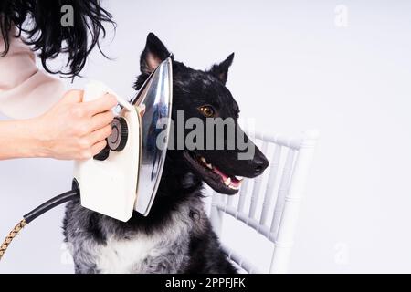 Cane Mudi con ferro elettrico su sfondo bianco. Il cane posa mentre fa i lavori di casa. Foto Stock