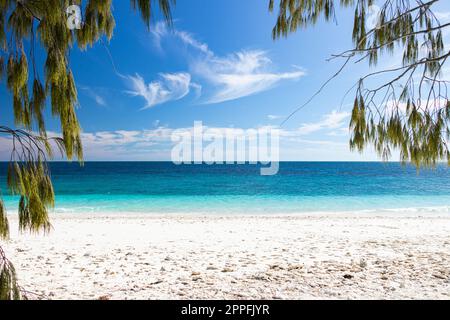 Wilson Island, Grande barriera Corallina, Queensland Foto Stock
