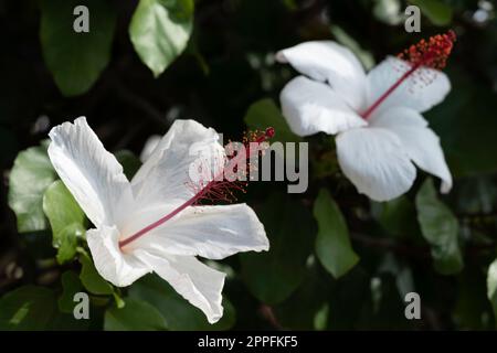 Fiori dell'ibisco arnottiano (ibisco bianco hawaiano) o dell'ibisco rosa-sinensis, noto anche come hibiscus cinese. Profondità di campo ridotta Foto Stock