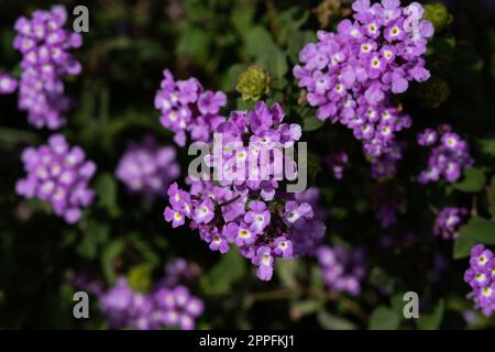 Fiori e fogliame della Lantana montevidensis o Lantana in un giardino. Profondità di campo stretta, fuoco sui fiori nel mezzo Foto Stock