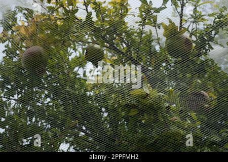 Albero verde con frutta protetta con sottile rete di plastica contro gli uccelli pecking Foto Stock