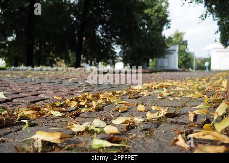 Petrozavodsk, Carelia, Derzhavinsky Park. L'arrivo dell'autunno. Le foglie gialle di tiglio e salice si arrotolano in un attimo lungo il marciapiede acciottolato. La gente cammina lungo la strada. Cancello d'ingresso. Foto Stock