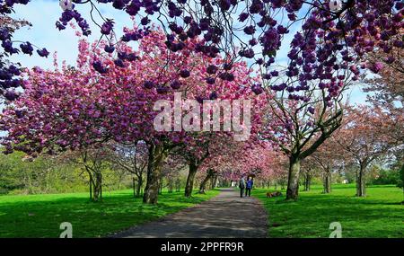 Dog walkers su un sentiero fiancheggiato da fiori di ciliegio rosa in Wavertree Botanic Gardens a Liverpool. Data immagine: Lunedì 24 aprile 2023. Foto Stock