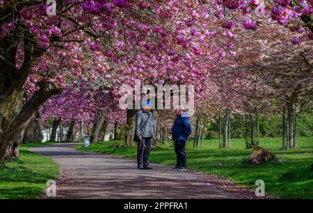 Dog walkers su un sentiero fiancheggiato da fiori di ciliegio rosa in Wavertree Botanic Gardens a Liverpool. Data immagine: Lunedì 24 aprile 2023. Foto Stock