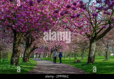 Dog walkers su un sentiero fiancheggiato da fiori di ciliegio rosa in Wavertree Botanic Gardens a Liverpool. Data immagine: Lunedì 24 aprile 2023. Foto Stock