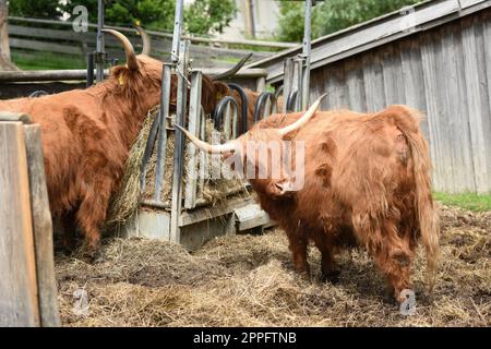 Schottische Hochlandrinder im Gut Aiderbichl in Deggendorf, Bayern, Deutschland - Scottish Highland Cattle at Gut Aiderbichl in Deggendorf, Baviera, Germania Foto Stock