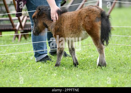 Schottische Hochlandrinder im Gut Aiderbichl in Deggendorf, Baviera, Germania - Cavallo in miniatura a Gut Aiderbichl in Deggendorf, Baviera, Germania Foto Stock