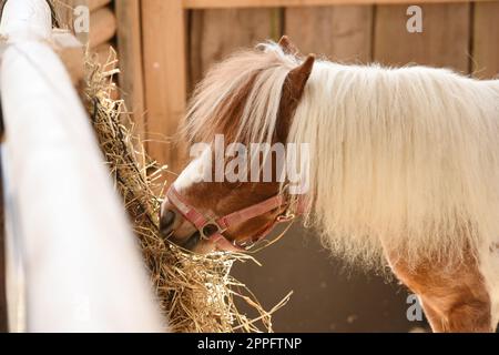 Pferd im Gut Aiderbichl in Deggendorf, Baviera, Germania - Cavallo a Gut Aiderbichl in Deggendorf, Baviera, Germania Foto Stock